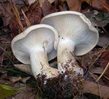 The gills stay white as they age and are very close to crowded. 